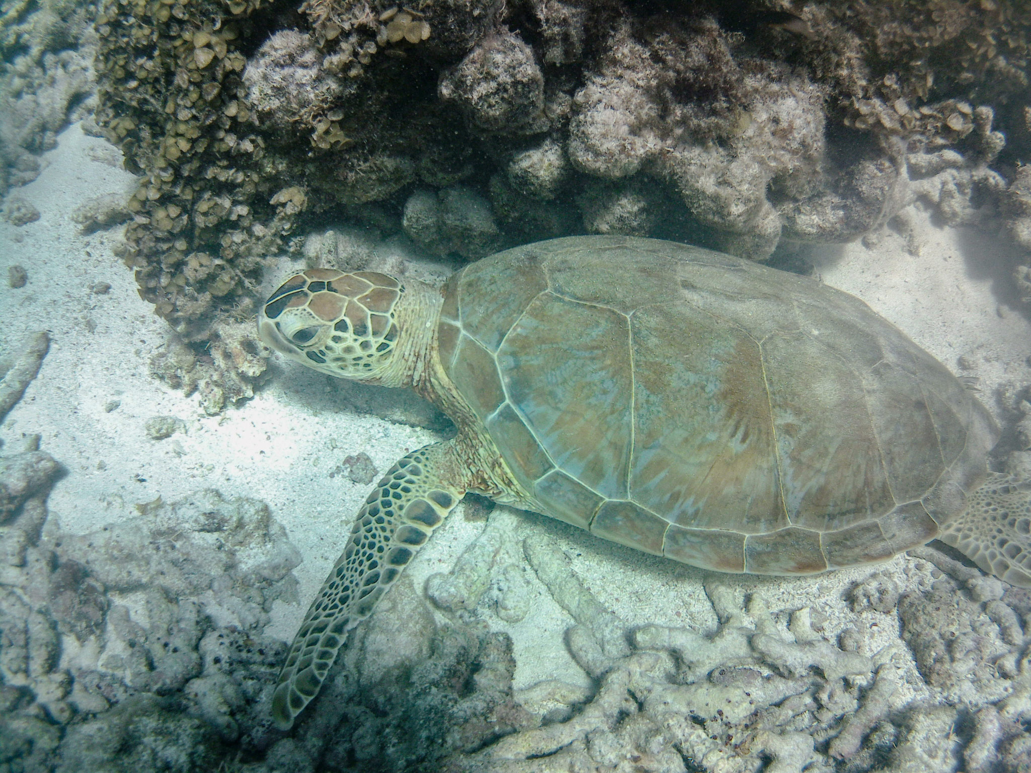 DCIM100GOPROGOPR1162.JPG